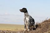 SETTER ANGLAIS 174